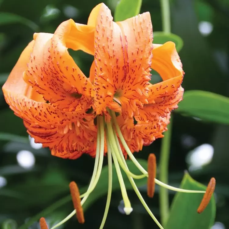 Turkish Cap Lily Henyri de Jager